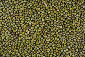 Mung bean, Moong bean, Green bean, Green gram
