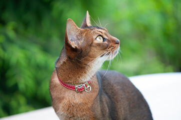 Abyssinian cat in collar, walking in juicy green grass. High quality advertising stock photo. Pets...