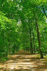 Beautiful eco trail along the green forest in the park.
