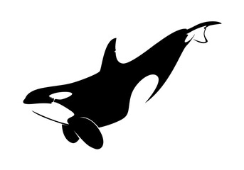  Vector illustration of a whales . dolphin silhouette isolated on white © sutthithep