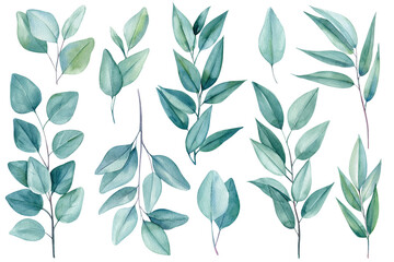 Set of green elements, branches and leaves of eucalyptus, watercolor painting, hand drawing illustration, silver leaf