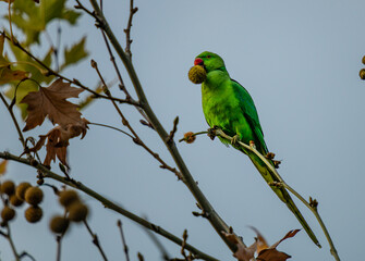 parrot resting on tree in izmir city forest