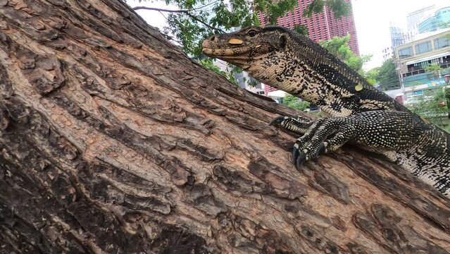 Giant Monitor Lizard On Tree Trunk - Camera Coming Closer