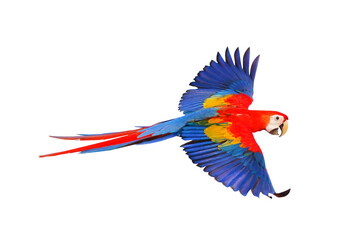 Scarlet macaw parrot flying isolated on transparent background.