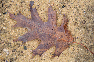 Beam of a dry leaf on the American oak floor. Quercus rubra.