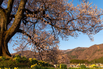 満開の桜　山梨県