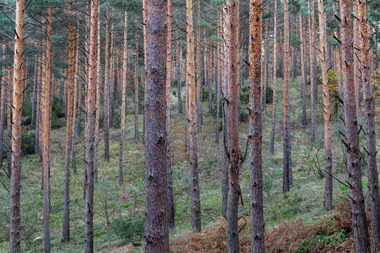 Pinus sylvestris. Pinar de pino silvestre, albar.
