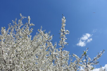 Sky and blossoming branches of plum tree in April