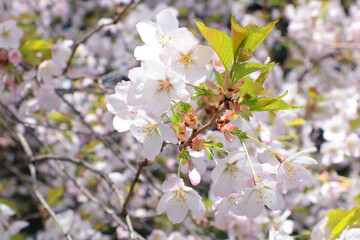 Close-up of a cherry blossom branch in the garden in the spring. The background of nature and spring.
