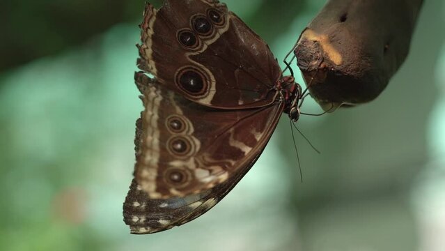 Close Up On Morpho (Morpho peleides) Butterfly Eating A Ripe Banana