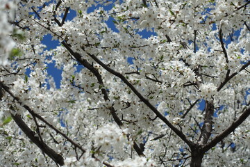Fototapeta premium Thick branches of blossoming plum tree in April