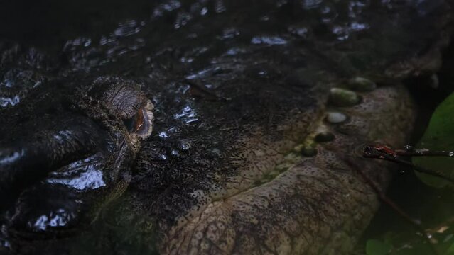 Smiling in the water while its eye watching the world around ready to attack, Estuarine Crocodile or Saltwater Crocodile Crocodylus porosus, Philippines.
