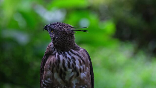 Looking to the left then to the front and then it preens its front feathers, Pinsker's Hawk-eagle Nisaetus pinskeri, Philippines.