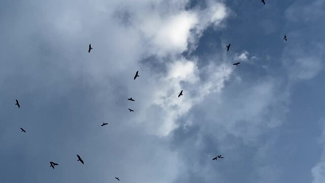 Birds fly from gray clouds to brighter blue sky, hopeful promise light up ahead
