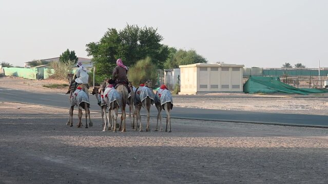 4K: A group of men rides camels through the Desert at a Camel Camp in Dubai, United Arab Emirates, Camel in the Desert in the Persian Gulf.