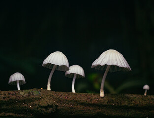 mushrooms in the forest of white color