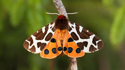 butterfly on a branch - garden tiger moth, great tiger moth (Arctia caja)