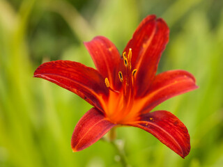red lily flower closeup