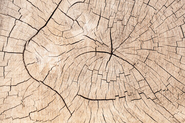 Fototapeta premium tree texture