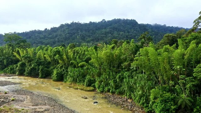 Natural patches of bamboo, locally called Guadua, in the Amazon of Ecuador: a beautiful nature background of a lush tropical forest and river