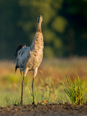 common crane is looking at you © LIMARIO