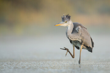 great blue heron ardea cinerea
