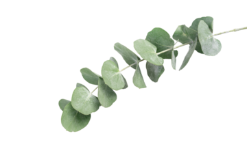 Wreath frame made of branches eucalyptus and leaves isolated on white background. Flat lay, top view