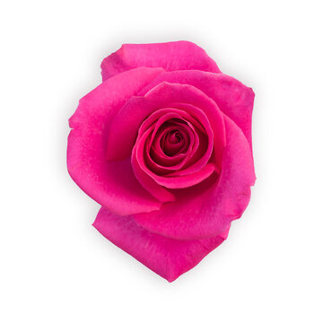 Pink rose isolated on white background. Deep focus. Close up.