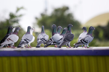 group of homing pigeon standing on loft trap after daily exercise