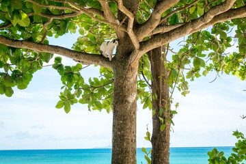 View of a tropical beach through the branches and leaves of trees at Mahe Seychelles. Beau Vallon Beach.