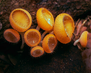 
pink-orange mushrooms in nature