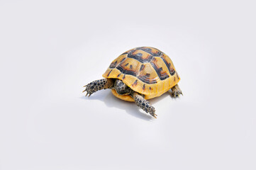 Baby turtle on white background.