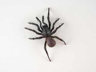 Black spider on a white background. Halonoproctid trapdoor spiders. Genus Ummidia