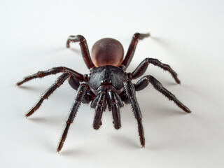 Black spider on a white background. Halonoproctid trapdoor spiders. Genus Ummidia