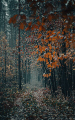 Forest in autumn - foggy path