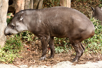 Fototapeta premium 夢を食べると言われるバク