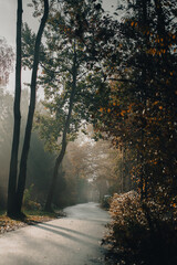 Forest in autumn - sun fight fog