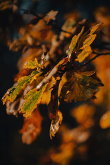 Forest in autumn - golden sunlight