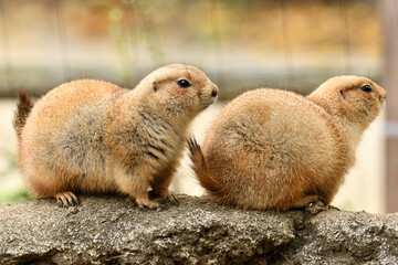 二匹並んだプレーリードッグ