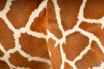 アミメキリンの模様のクローズアップ