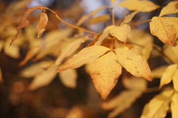 黄色い紅葉