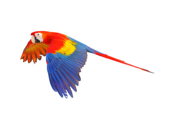Fototapeta premium Scarlet macaw parrot flying isolated on transparent background.
