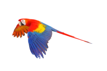 Fotobehang Scarlet macaw parrot flying isolated on transparent background. © Passakorn