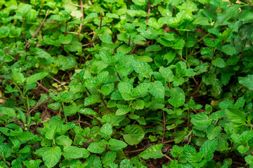 Fresh Spearmint Leaves Mint, peppermint close up  
