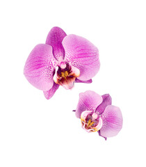 Fototapeta na wymiar Phalaenopsis orchids isolated on white background. Tropical floral background.