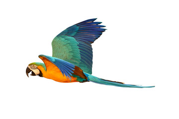 Colorful macaw parrot flying isolated on transparent background.