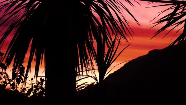 Palm tree (cabbage tree) silhouette on a pink sunset background in New Zealand