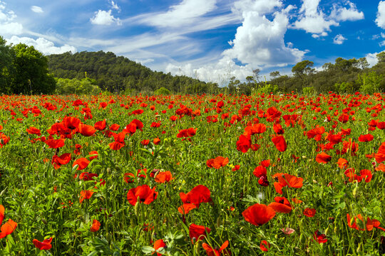 Un champ magnifique de fleurs de Coquelicots rouge dans le Var au Printemps, on devine des collines verdoyantes au  loin.