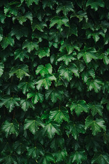 Girl Reading and Walking on Grass, Phone
