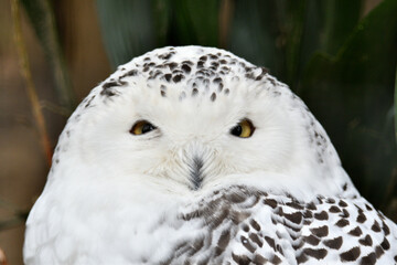 	かわいい目でこちらを見るシロフクロウ